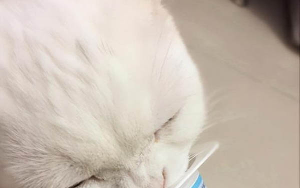 猫多久喂一次营养膏