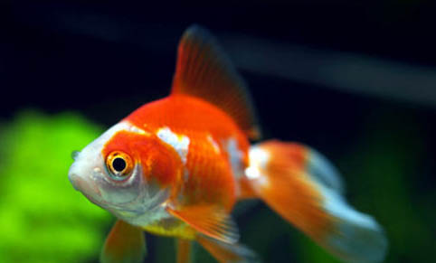 金鱼繁殖条件是什么