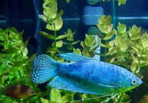 蓝星鱼的繁殖方法