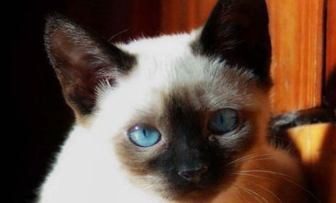 猫眼皮红肿是什么原因