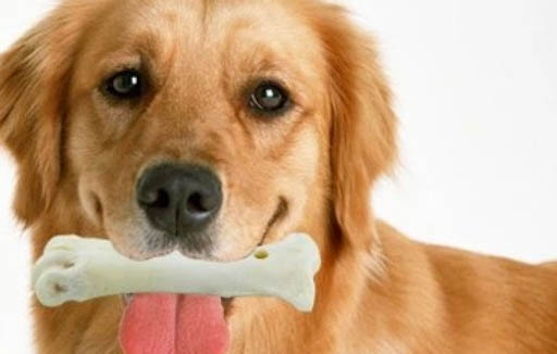 狗狗磨牙棒几个月开始吃
