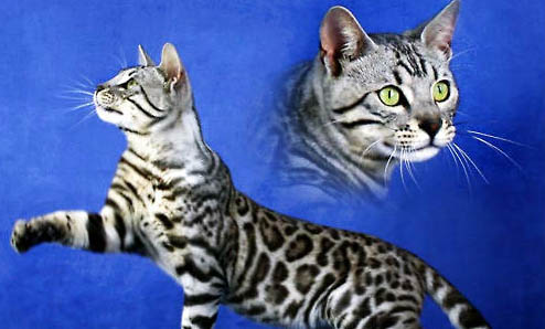 孟加拉豹猫适合新手养吗