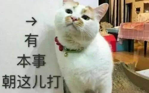 宿舍里面养猫怎么不让猫叫