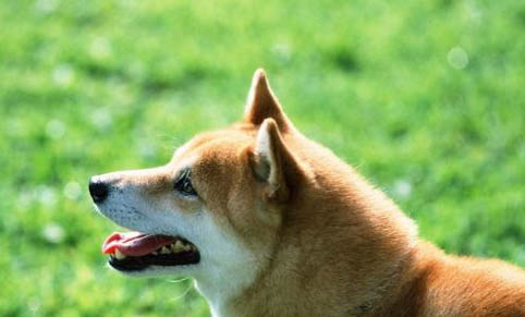 柴犬眼睛红肿的原因及处理方法