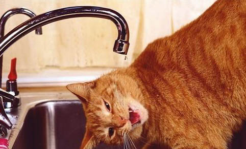 猫咪多久洗一次澡呢