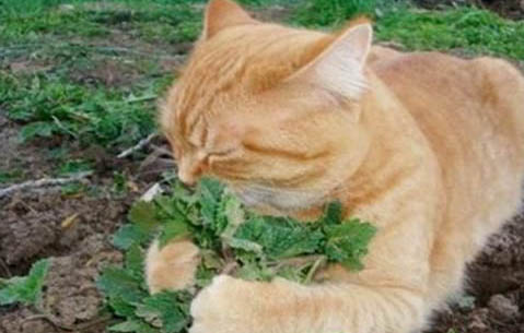 为什么猫会突然不吃东西了