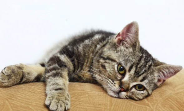 猫中毒能活多久？