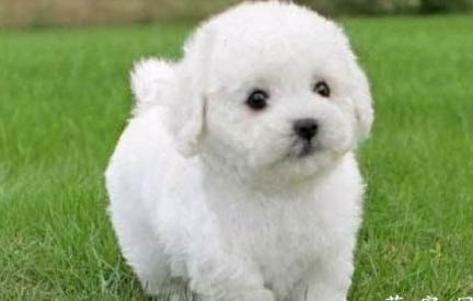 白色金毛犬价格小狗多少钱啊？
