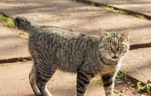 日本短尾猫不埋屎了的原因及处理方法