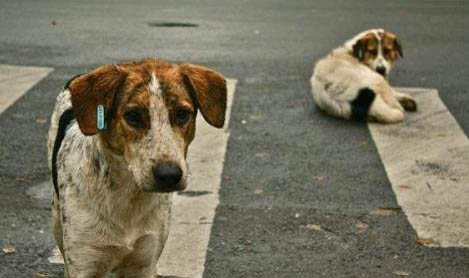 犬猫疫苗免疫失败的原因有哪些