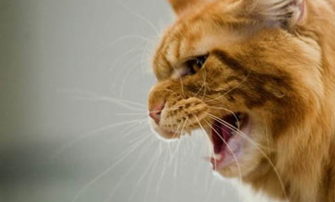 猫咪大便末端带血黏液是什么原因