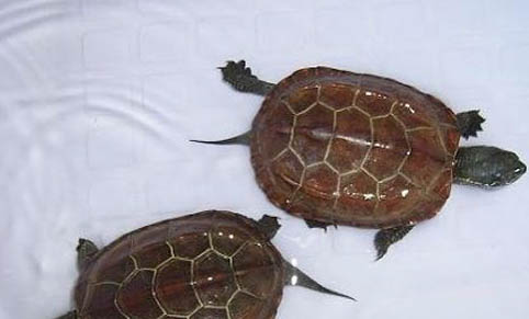 中华草龟能活多久