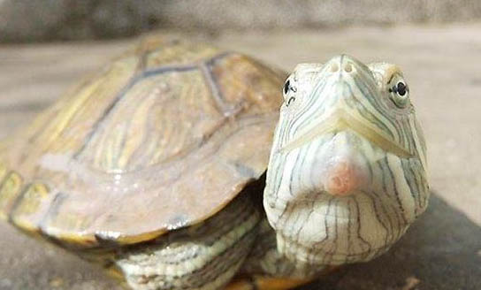 巴西龟会冬眠吗
