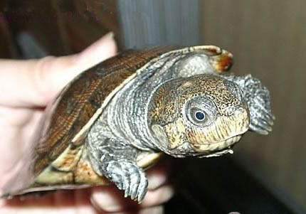 侧颈龟为什么叫垃圾龟？