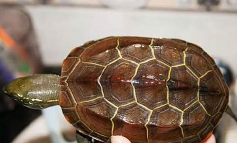 中华草龟现在能长多大
