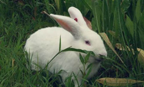 兔子有传染病吗