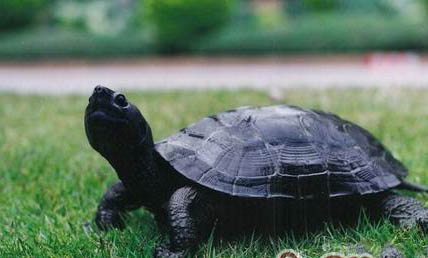 中国乌龟的品种