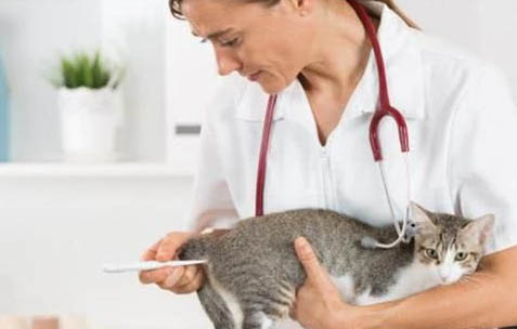 猫误食84消毒液的症状有哪些
