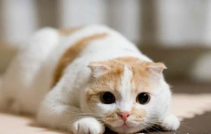 猫咪为什么吃东西会流眼泪