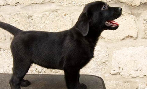 黑色拉布拉多狗狗取什么名字比较好