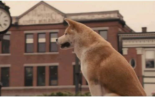 柴犬串串长大了会像柴犬吗