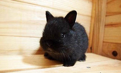 单血侏儒兔和国产侏儒兔有什么区别？
