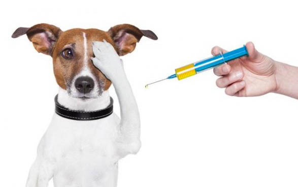 狗狗耳螨会传染给人吗？