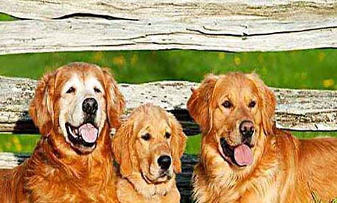 狗狗肾结石的症状有哪些？
