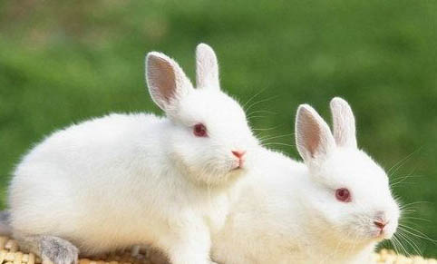 兔子吃啥好养活？