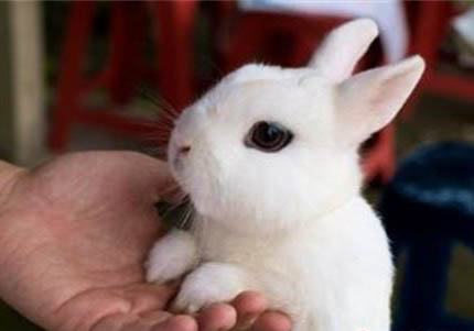 侏儒海棠兔的饲养方法