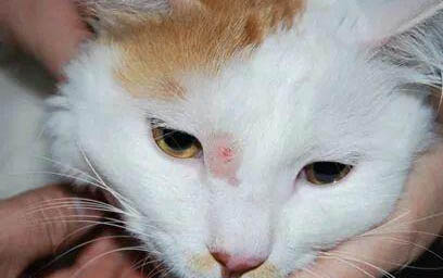 猫感染猫鼻支是什么症状