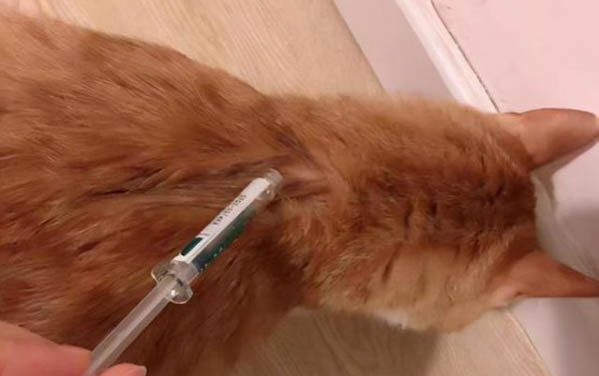 怎么帮猫咪滴眼药水
