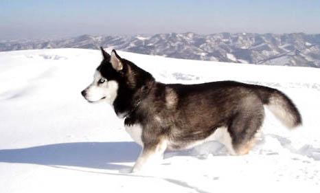 阿拉斯加雪橇犬简介