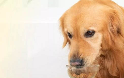 狗狗角膜炎能自愈吗？