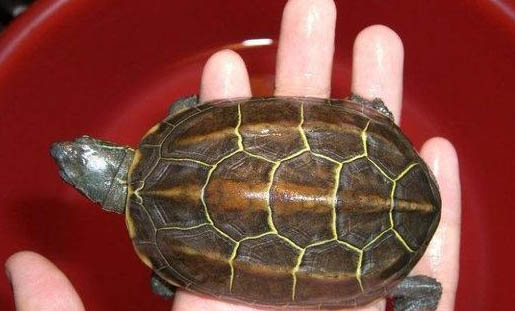 中华草龟可以深水养吗