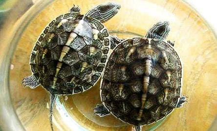 珍珠龟和草龟哪个好养