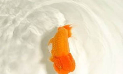 家里养的金鱼能在鱼缸里产卵吗