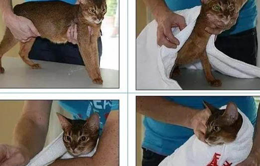 猫咪打完第一针疫苗的反应有哪些