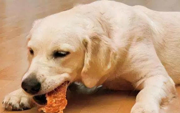 狗狗胰腺炎可以吃鸡头吗