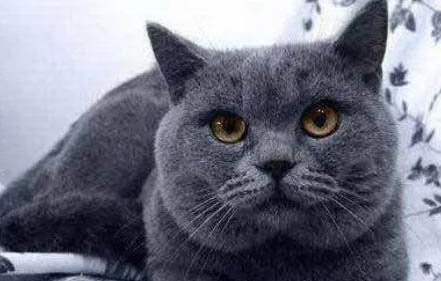 蓝猫为什么是灰色，有什么特点