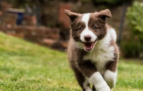 边境牧羊犬价格多少钱一只