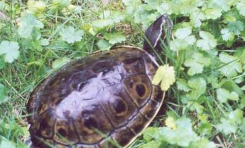 深水龟的幼龟都有哪些？