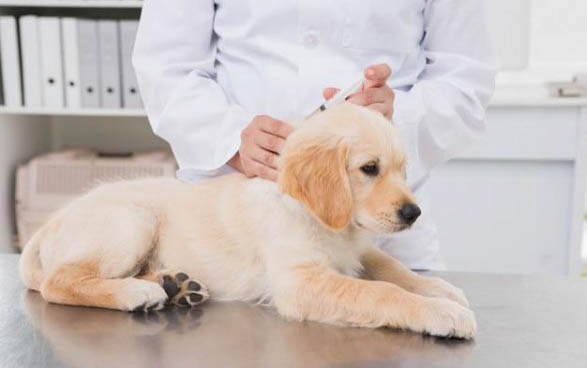 如何给幼犬夜间保暖