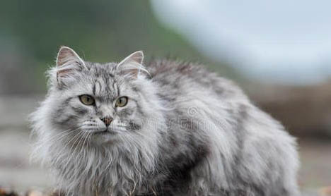 西伯利亚森林猫优缺点