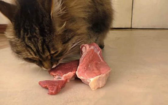 猫的肉垫破了能自愈吗？