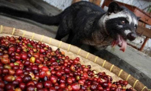 山东狮子猫价格多少钱一只