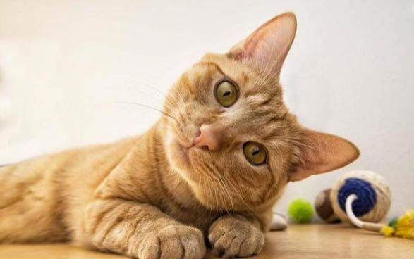猫感冒可以吃阿莫西林消炎吗吃多少