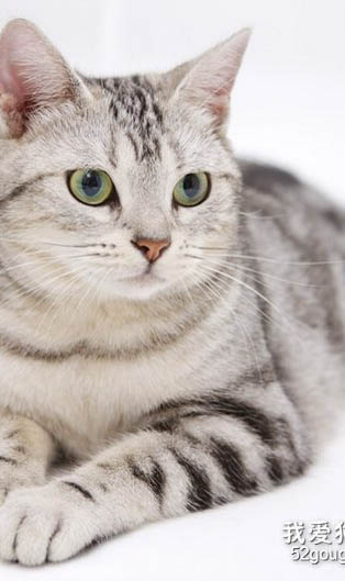 猫咪得了胰腺炎，怎么办？