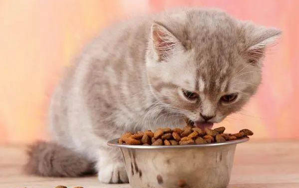 猫咪绝食多久会死