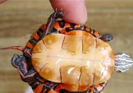 东部锦龟的家庭饲养